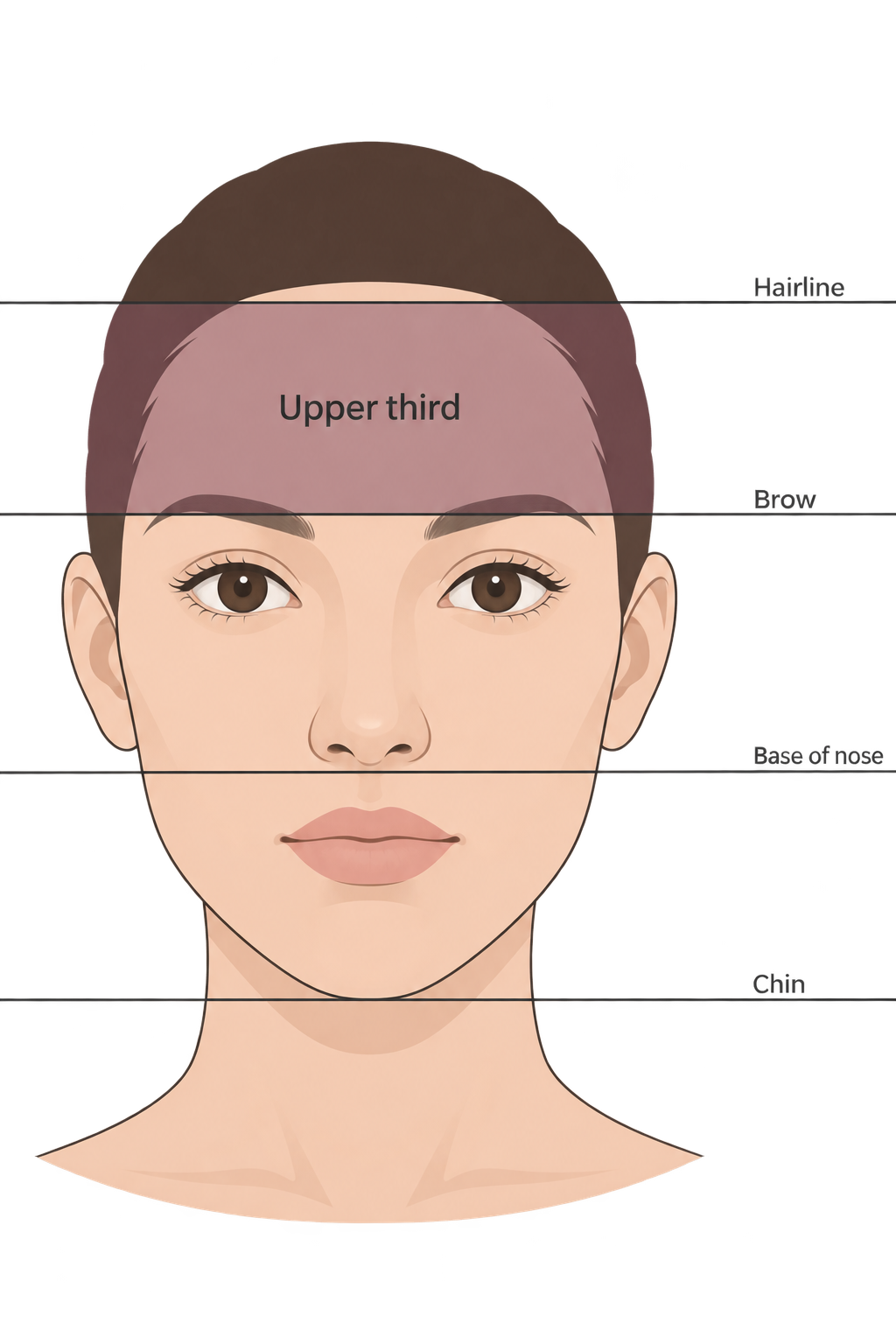 Average Forehead Size: Big Forehead or Receding Hairline? 2 The face divided into three parts by the hairline, brow, base of the nose and chin, with the upper third marking forehead height